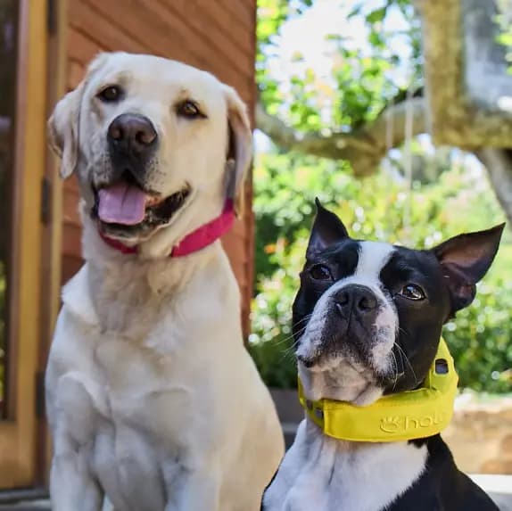 A Boston terrier wearing a yellow Halo collar beside a Labrador.