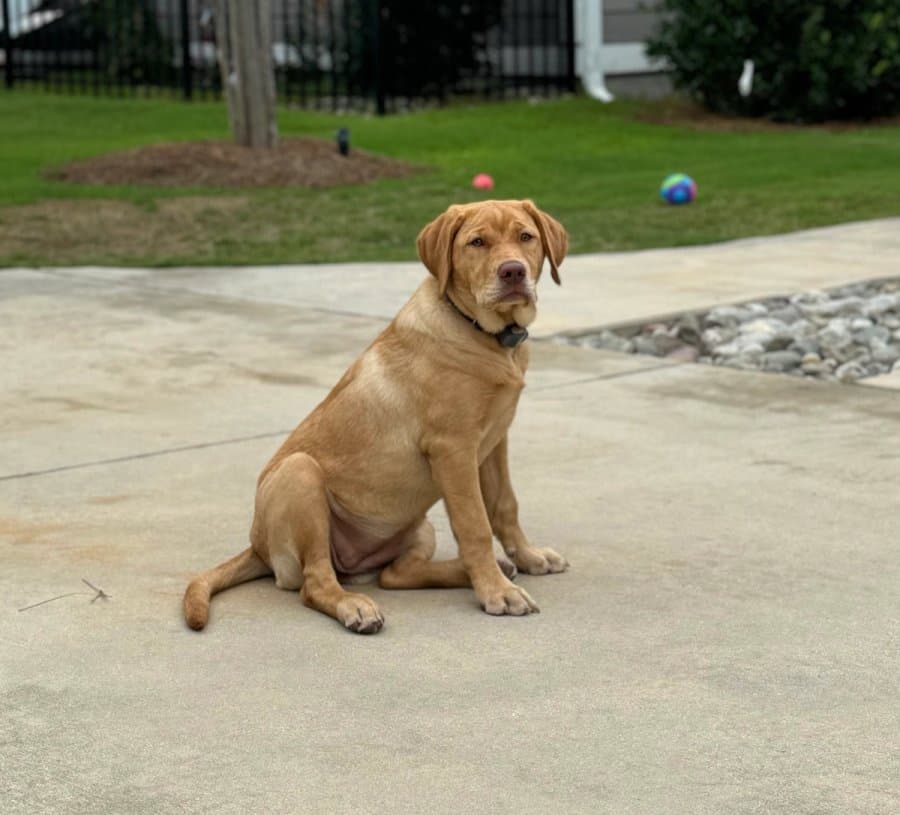 A yellow Labrador wearing an Invisible Fence receiver collar in a yard.