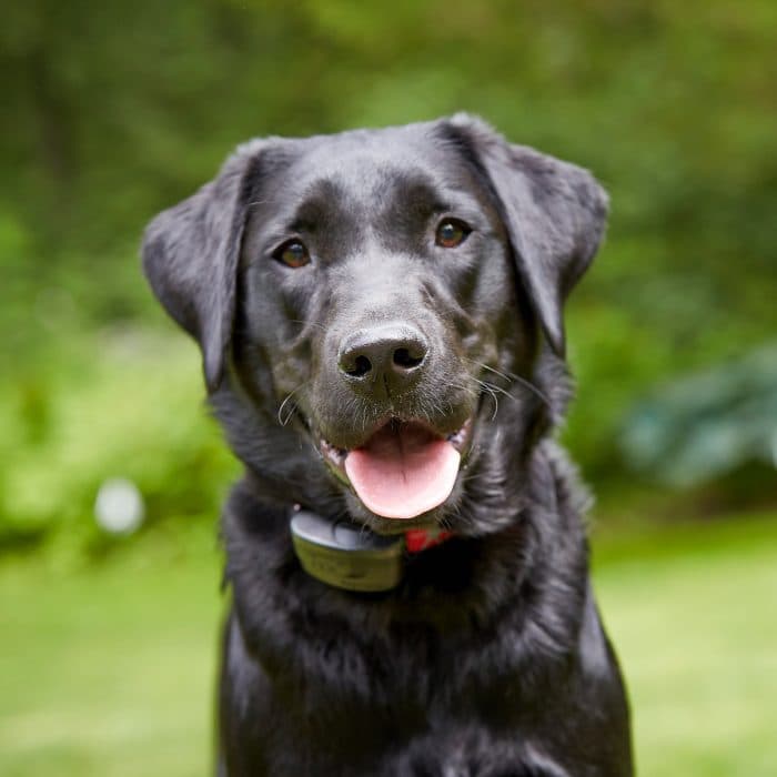 A black Labrador wearing a DogWatch receiver collar.