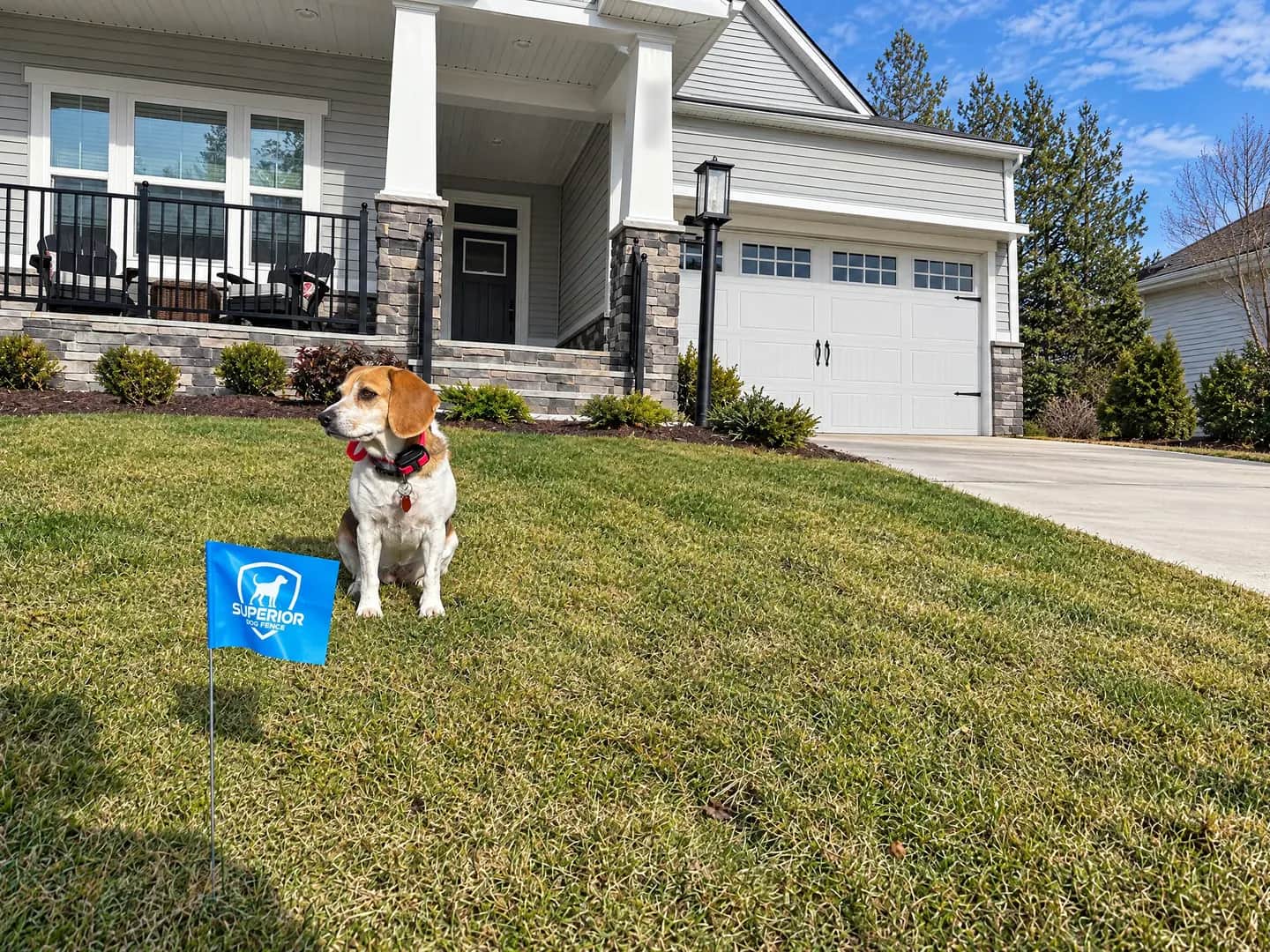 A beagle wearing a receiver collar beside a Superior boundary flag.