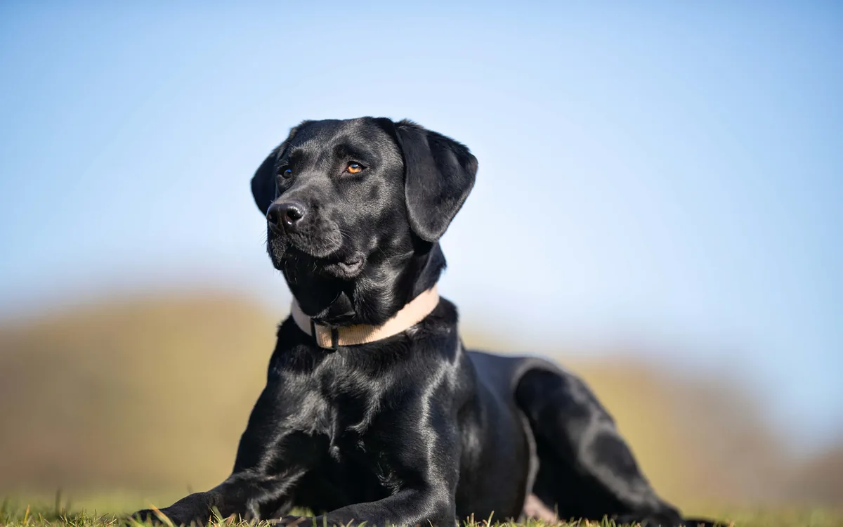 A black Labrador wearing a collar, resting on grass