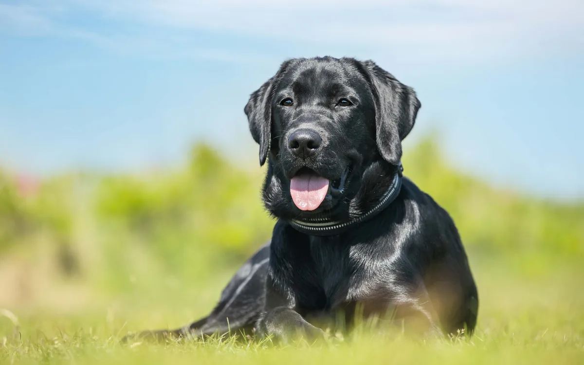 A black Labrador lying on grass in the sun