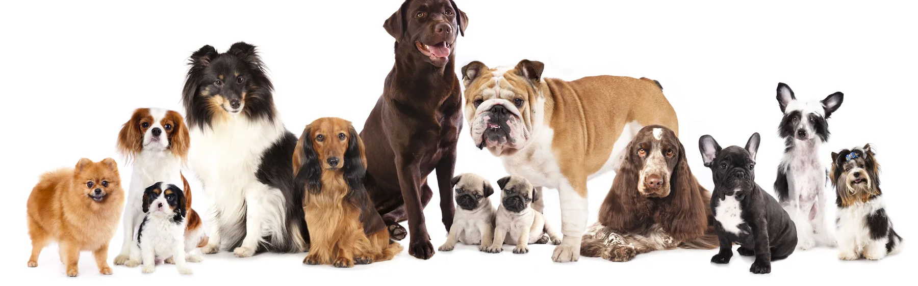 Many dog breeds of different sizes lined up side by side against a white background