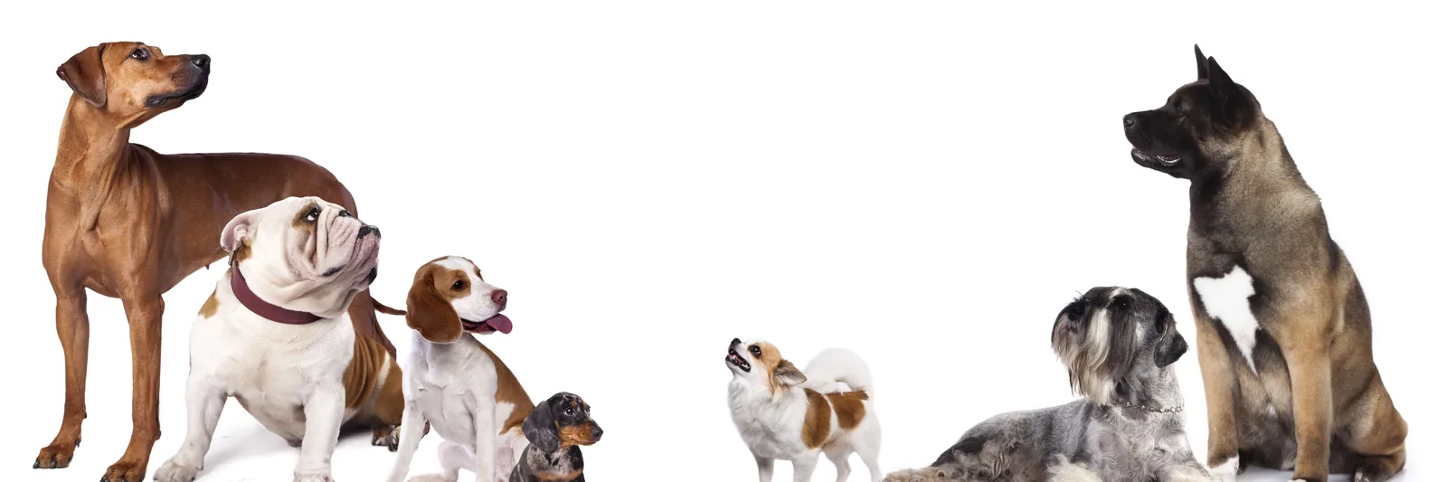 Dogs of markedly different sizes standing together