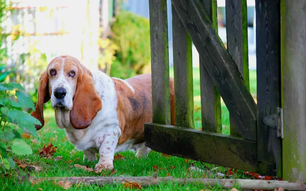 A basset hound stepping through a gap beside a wooden gate