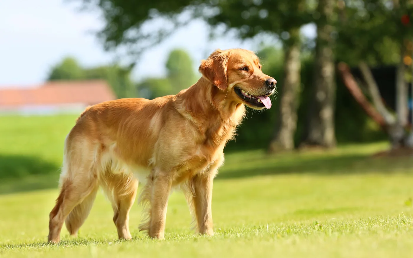 A golden retriever standing in a sunny open lawn with trees along the far edge