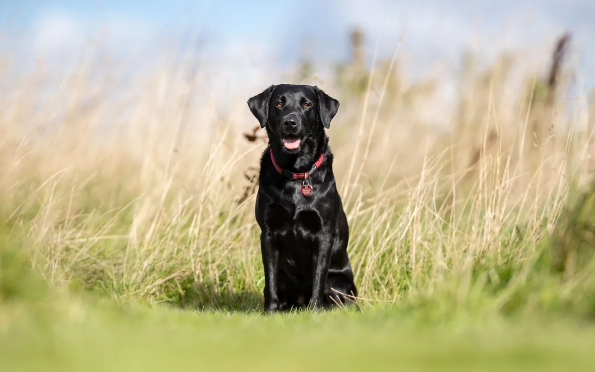 A black Labrador sitting in tall grass