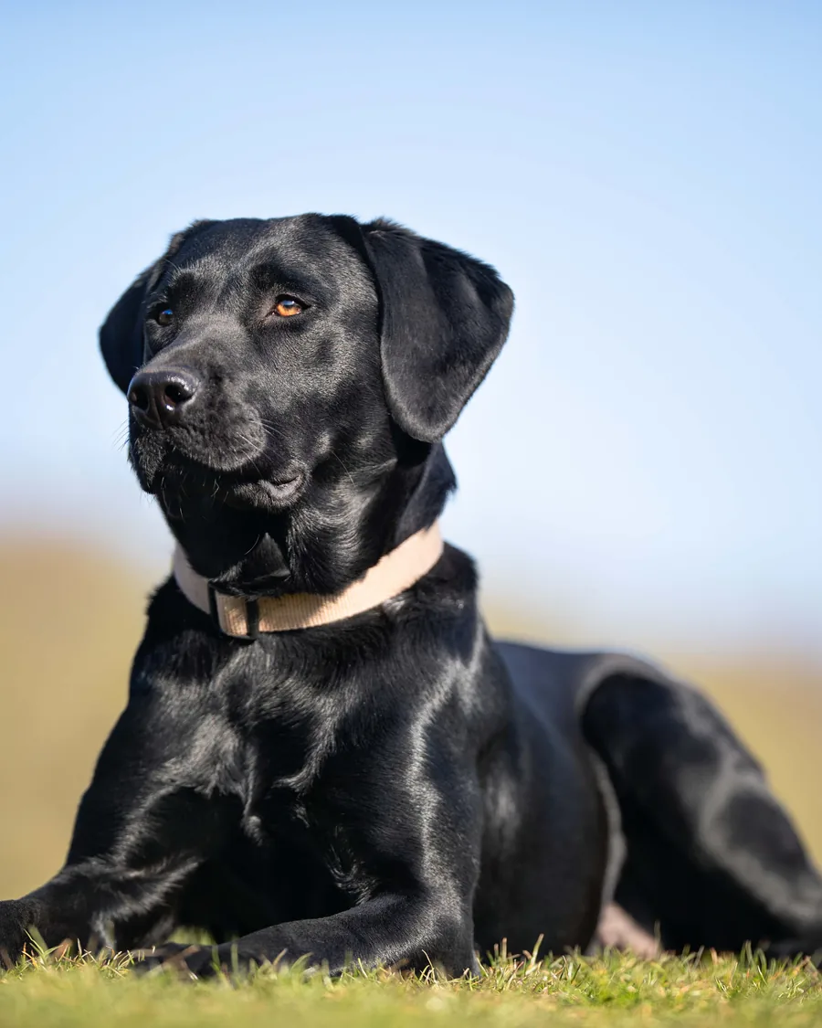A black Labrador resting on grass, wearing a collar