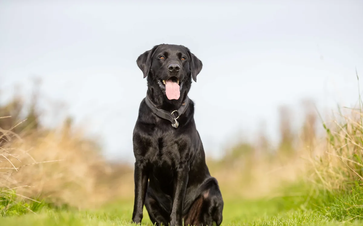 A black Labrador sitting attentively in tall grass