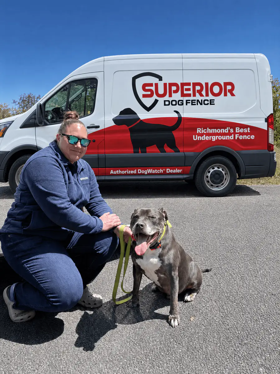 A dog owner kneeling with a grey pit bull on a lead beside the Superior Dog Fence van.
