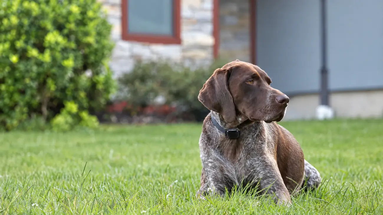 A dog wearing an underground dog fence receiver collar on a lawn.