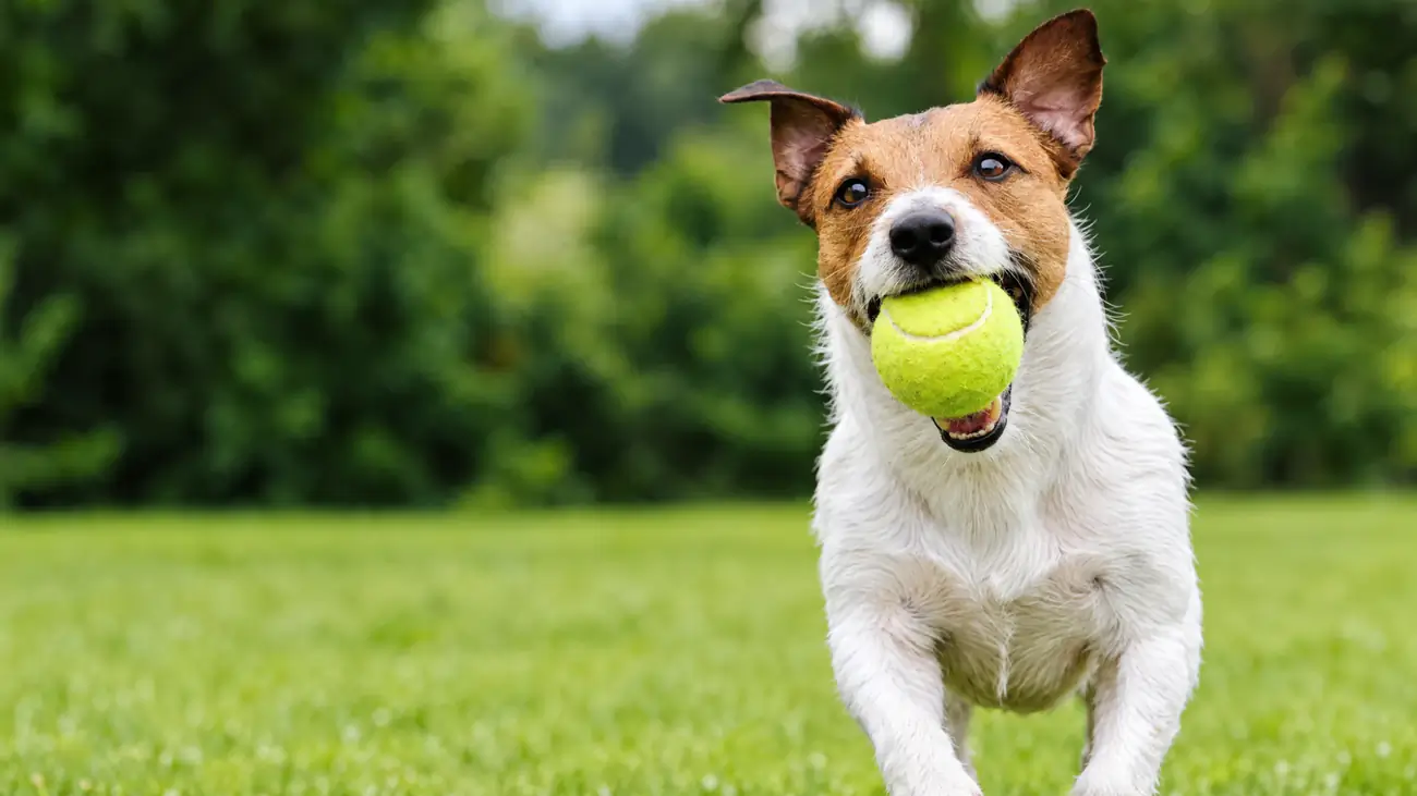A terrier running across a lawn with a ball, inside its boundary.