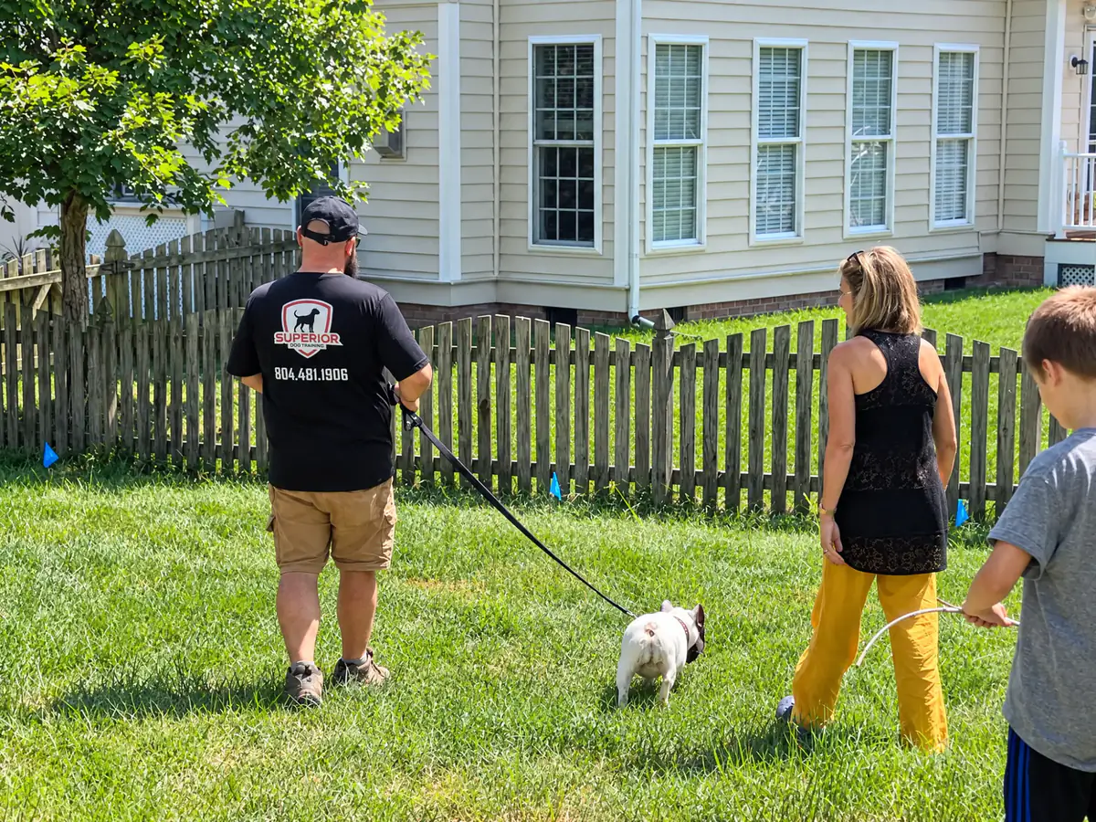 A Superior Dog Fence trainer working a dog on lead along the boundary flags during a dog fence boundary training visit.