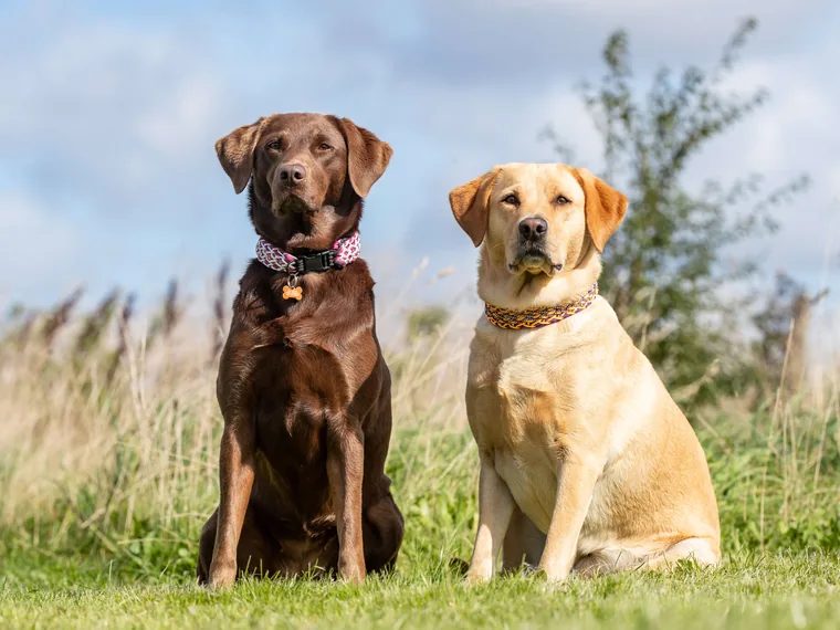 Two Labradors sitting together in tall grass