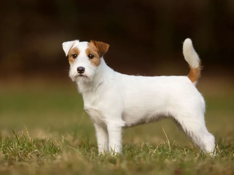 A small terrier standing alert on a lawn